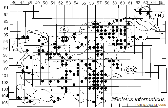 <i>Cerioporus leptocephalus</i> (Jacq.) Zmitr. (2016)