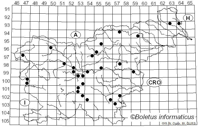 <i>Cotylidia pannosa</i> (Sowerby) D.A. Reid (1965)