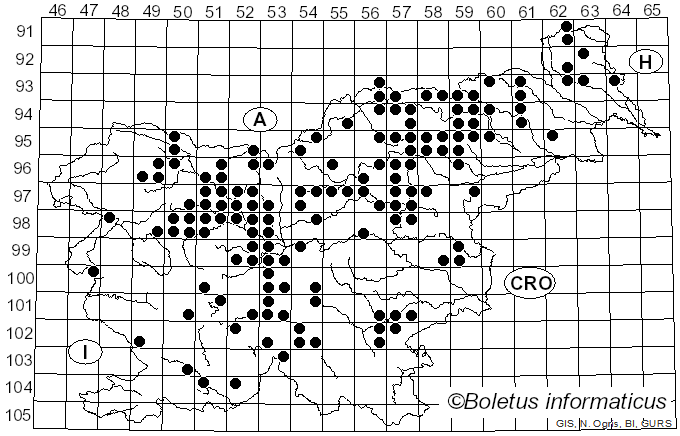 <i>Albatrellopsis confluens</i> (Alb. & Schwein.) Teixeira (1993)