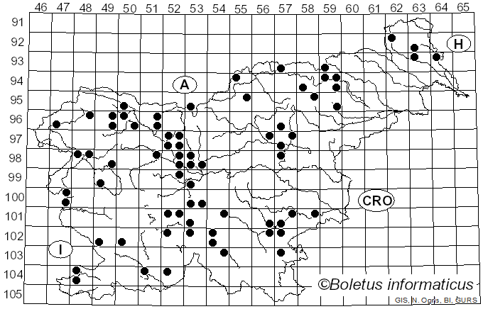 <i>Clavariadelphus truncatus</i> (Quél.) Donk (1933)