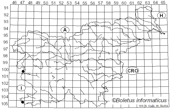 <i>Chaetocalathus craterellus</i> (Durieu & Lév.) Pat. (1943)