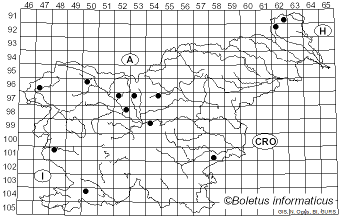 <i>Typhula fistulosa</i> (Holmsk.) Olariaga (2013)