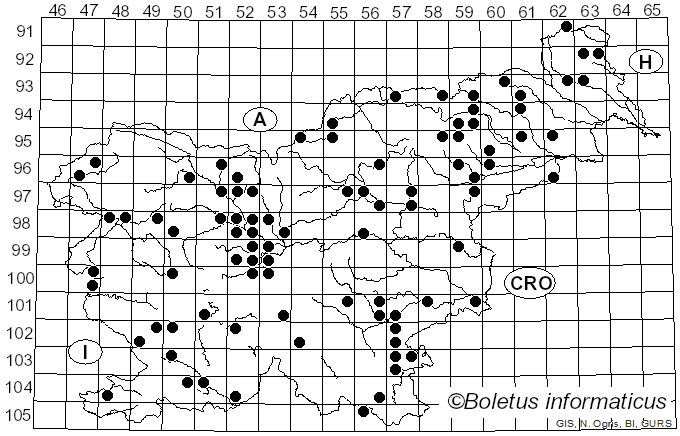 <i>Paxillus rubicundulus</i> P.D. Orton (1969)