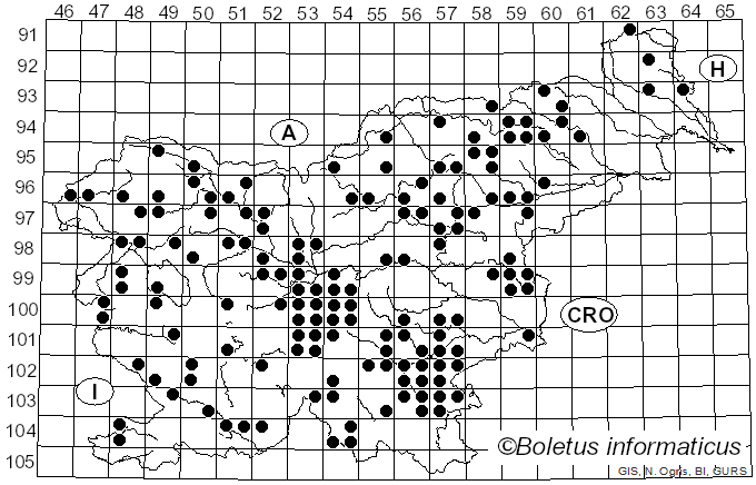 <i>Lactarius pallidus</i> Pers. (1797)