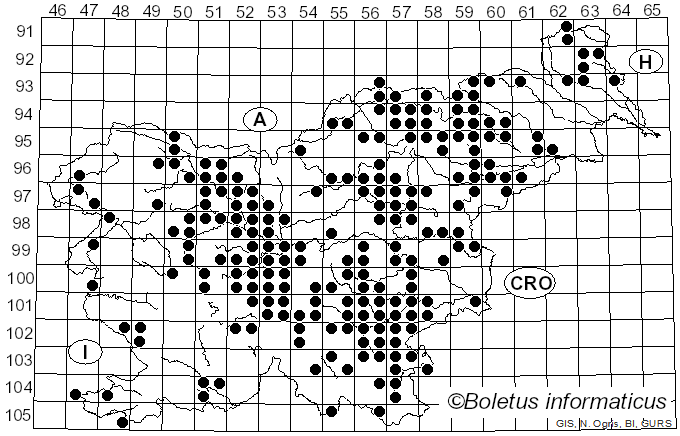 <i>Lactifluus piperatus</i> (L.) Roussel (1806)