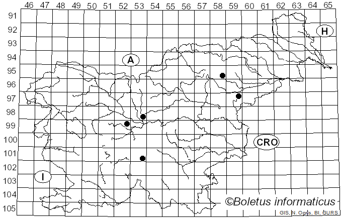 <i>Conocybe blattaria</i> (Fr.) Kühner (1935)