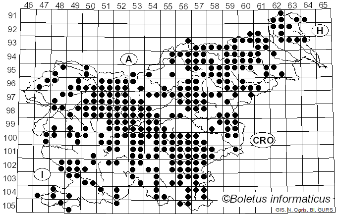 <i>Hydnum repandum</i> L. (1753)