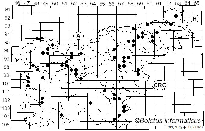 <i>Bovista nigrescens</i> Pers. (1794)
