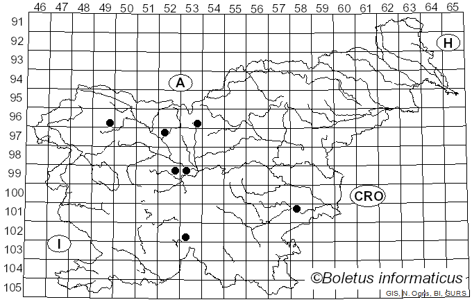 <i>Merodon equestris</i> Fabricius (1794)