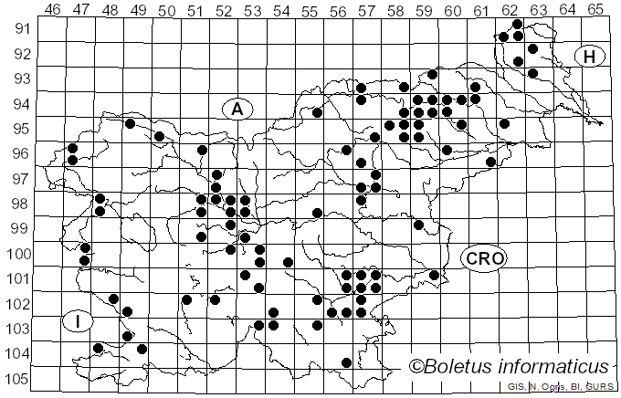 <i>Rhodocollybia prolixa</i> (Hornem.) Antonín & Noordel. (1997)