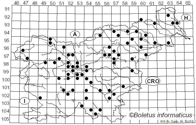 <i>Lactifluus pergamenus</i> (Sw.) Kuntze (1891)
