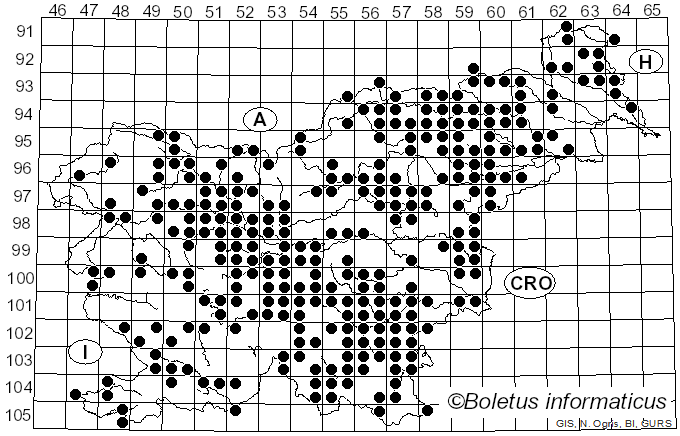 <i>Megacollybia platyphylla</i> (Pers.) Kotl. & Pouzar (1972)
