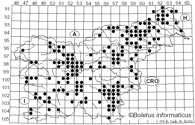 <i>Paralepista flaccida</i> (Sowerby) Vizzini (2012)