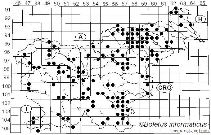 <i>Russula illota</i> Romagn. (1953)