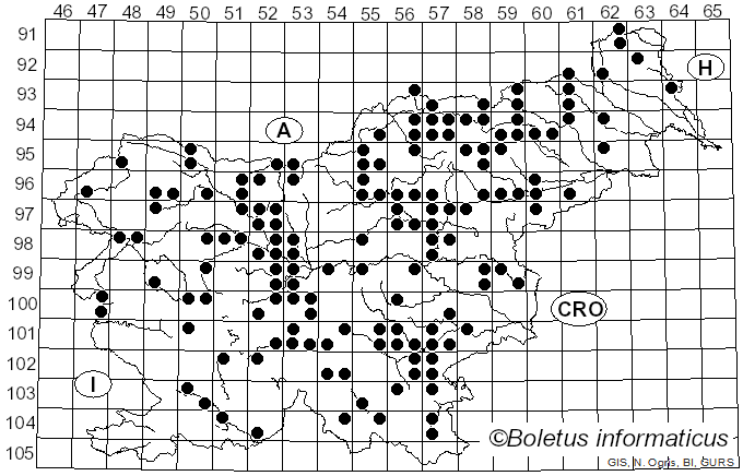 <i>Mycetinis scorodonius</i> (Fr.) A.W. Wilson & Desjardin (2005)