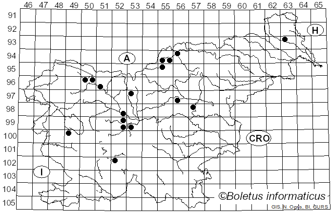 <i>Golovinomyces cichoracearum</i> var. <i>cichoracearum</i> (DC.) V.P. Heluta (1988)