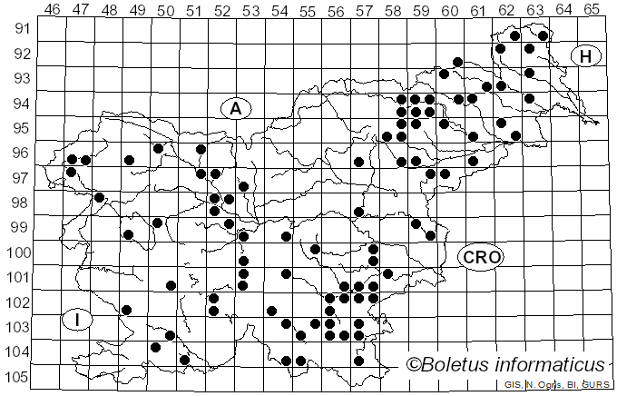 <i>Picipes badius</i> (Pers.) Zmitr. & Kovalenko (2016)