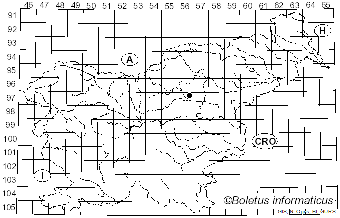 <i>Mallota</i>