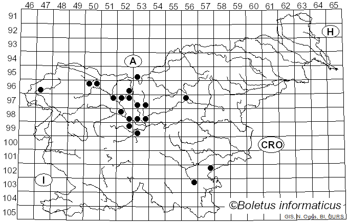 <i>Morchella vulgaris</i> (Pers.) Boud. (1897)