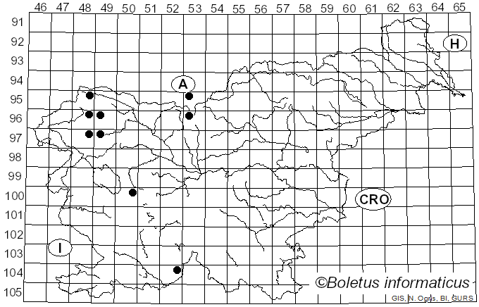 <i>Cheilosia melanura</i> Becker (1894)