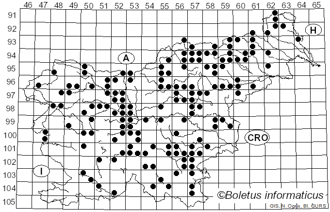 <i>Mycetinis scorodonius</i> (Fr.) A.W. Wilson & Desjardin (2005)