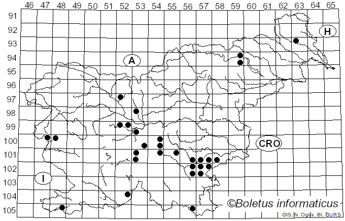 <i>Hebeloma anthracophilum</i> Maire (1910)