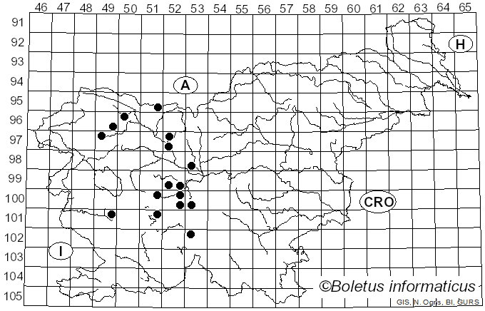 <i>Xylota segnis</i> Linnaeus (1758)