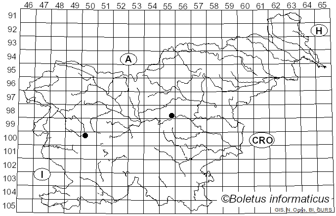 <i>Rhizomorpha palmata</i> Pers.
