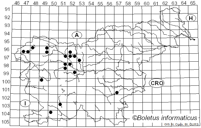 <i>Multiclavula mucida</i> (Pers.) R.H. Petersen (1967)