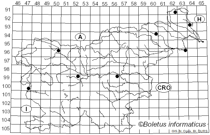 <i>Coryneum</i> Nees (1816)