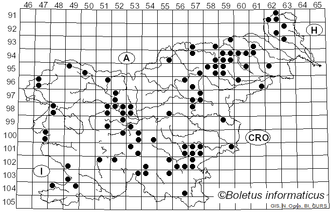 <i>Rhodocollybia prolixa</i> (Hornem.) Antonín & Noordel. (1997)