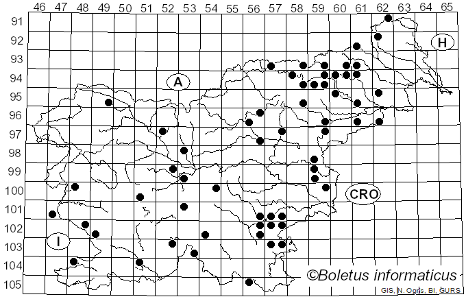 <i>Lyophyllum immundum</i> (Berk.) Kühner (1938)