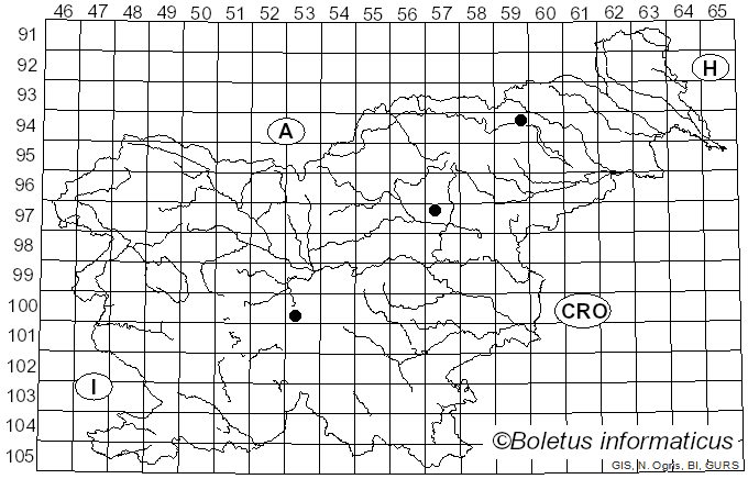 <i>Hemimycena pithya</i> (Fr.) Dörfelt (1984)