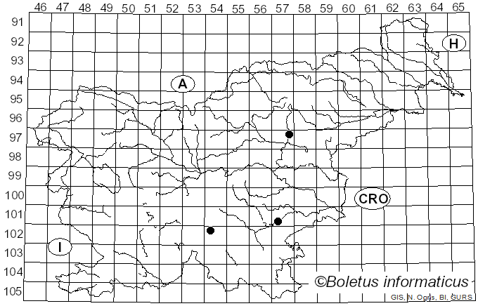 <i>Byssonectria fusispora</i> (Berk.) Rogerson & Korf (1971)