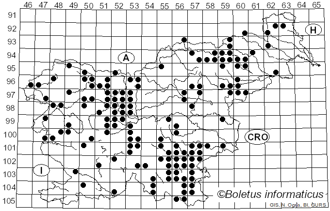 <i>Lentinus substrictus</i> (Bolton) Zmitr. & Kovalenko (2016)