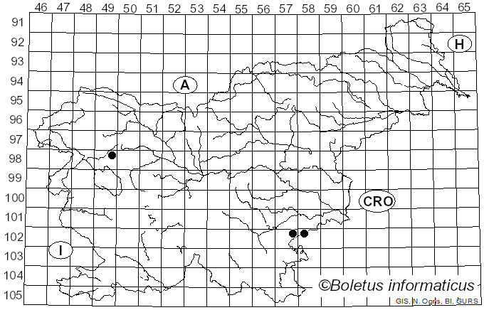 <i>Pleurotus nebrodensis</i> (Inzenga) Quél. (1886)