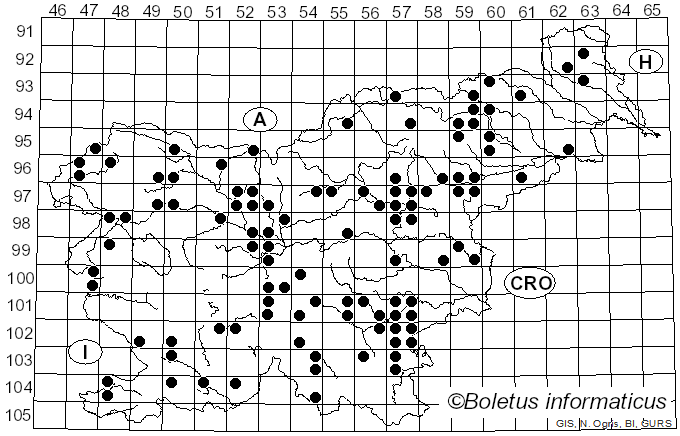 <i>Lycoperdon echinatum</i> Pers. (1794)