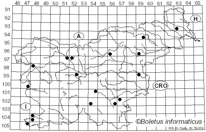<i>Leucoagaricus barssii</i> (Zeller) Vellinga (2000)