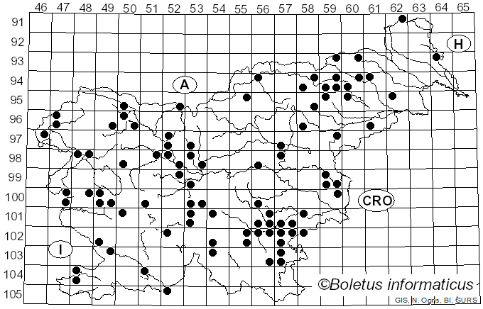 <i>Marasmius wynneae</i> Berk. & Broome (1859)