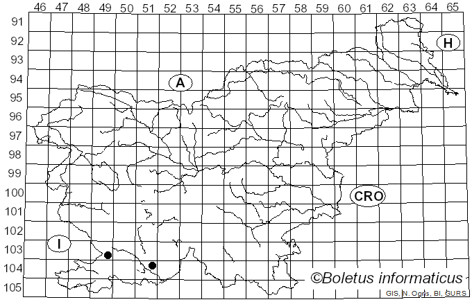 <i>Merodon armipes</i> Rondani