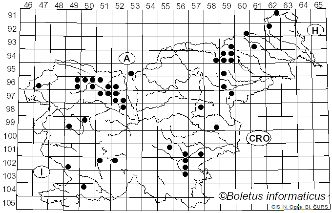 <i>Mycena strobilicola</i> J. Favre & Kühner (1938)