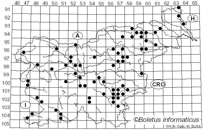 <i>Britzelmayria multipedata</i> (Peck) D. Wächt. & A. Melzer (2020)