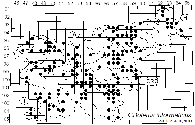<i>Bovistella utriformis</i> (Bull.) Demoulin & Rebriev (2017)