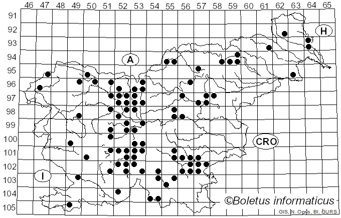 <i>Calocybe gambosa</i> (Fr.) Donk (1962)