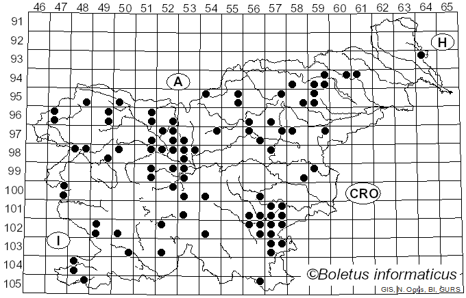 <i>Helvella elastica</i> Bull. (1846)