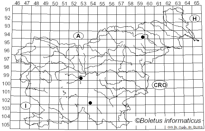 <i>Lepista ovispora</i> (J.E. Lange) Gulden (1983)