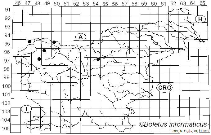 <i>Cheilosia bracusi</i> Vujic & Claussen