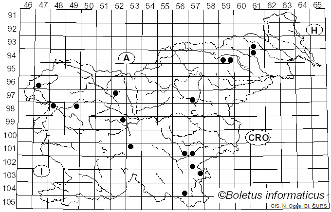 <i>Lactarius curtus</i>