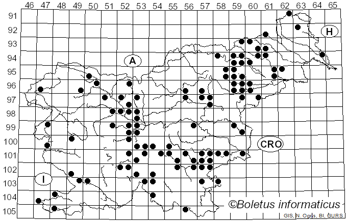 <i>Lentinus arcularius</i> (Batsch) Zmitr. (2010)