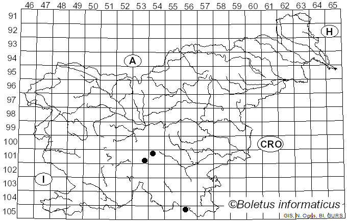 <i>Hydnum slovenicum</i> Liimat. & Niskanen (2018)